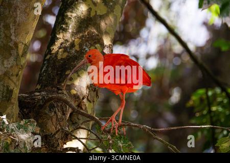 Un vivace ibis scarlatto (Eudocimus ruber) arroccato su un ramo d'albero in un ambiente forestale. Foto Stock