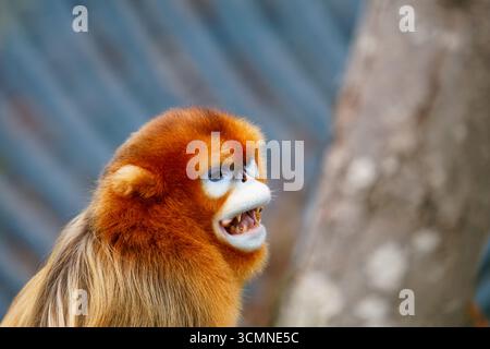 Scimmia dal naso dorato con bocca aperta in habitat naturale. Foto Stock