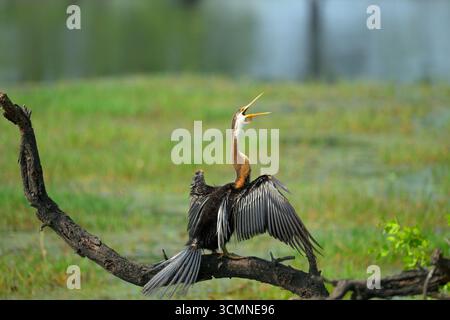 Uccello serpente o Darter orientale visto appollaiare e asciugare le ali sul ramo degli alberi al Bharatpur Bird Sanctuary, Rajasthan, India. Foto Stock