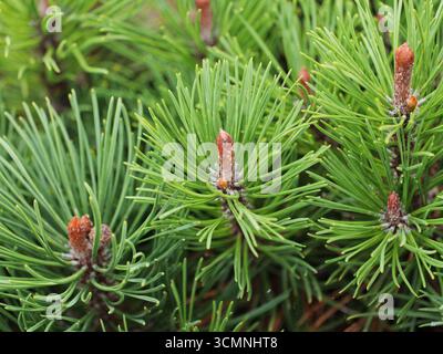 Aghi e gemme di pino di montagna. Pinus mugo. Aghi verdi, gemme rossastro-marroni. Primo piano di. Copyspace. Foto Stock