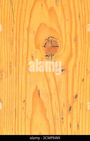 Ecco una vista ravvicinata di uno specifico pezzo di legno che presenta un evidente foro, enfatizzando le sue caratteristiche e consistenza uniche Foto Stock
