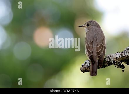 Un flycatcher avvistato seduto su un ramo Foto Stock