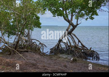 Gli alberi di mangrovie sorgono dall'acqua direttamente sulla costa, Flamingo, Everglades National Park, Florida, Stati Uniti Foto Stock
