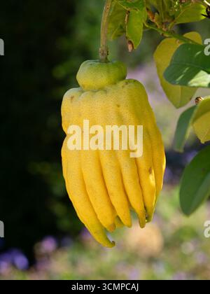 Budda mano Citrus Trees Citrus medica Foto Stock