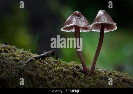 Un paio di Mycena Galericulata che crescono da un tronco coperto di muschio sul fondo della foresta Foto Stock