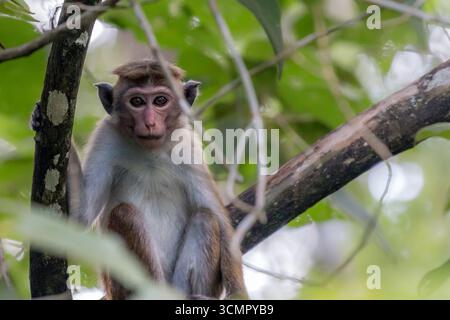 Sri Lanka - Anuradhapura - Toque Macaque (Macaca sinica) - fissare da Tree Branch Foto Stock