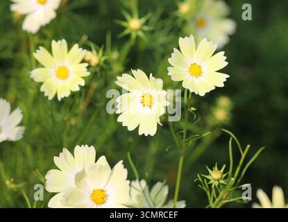 Primo piano di Cosmos bipinnatus "Xanthos" Foto Stock