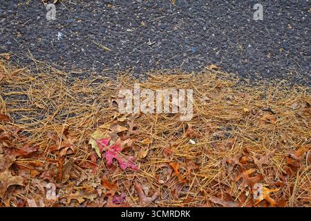 Aghi e foglie di pino caduti a terra, stagione autunnale Foto Stock