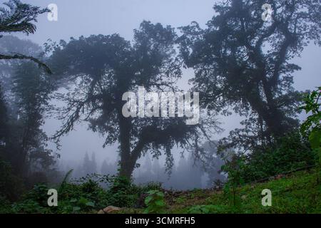 Alberi fitti si stagliano su uno sfondo nebbioso, creando un'atmosfera tranquilla e misteriosa nel paesaggio della foresta. Foto Stock