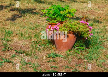 Due vasi di argilla rustici pieni di vibranti fiori rosa e foglie verdi rigogliose poste all'aperto su erba secca, combinando bellezza naturale e tradizionale ga Foto Stock