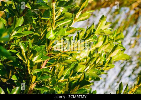 Vista dettagliata delle foglie di Euonymus japonicus che mostrano una variegazione verde e gialla. Il fogliame lucido risplende sotto la luce naturale del sole, evidenziando la sala operatoria Foto Stock