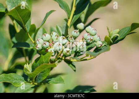 Il sole splende sul verde di bacche di cioccolato o aronia che crescono su un piccolo cespuglio in giardino, dettaglio ravvicinato Foto Stock