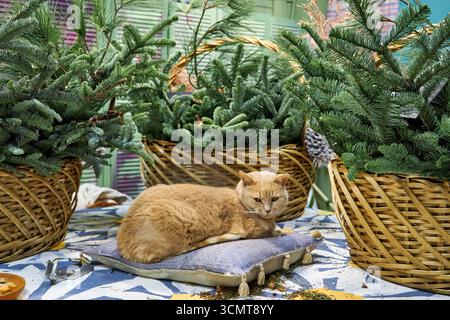 Ambiente accogliente con un gatto dello zenzero appoggiato su un cuscino circondato da cesti di vimini pieni di rami di pino fresco. Atmosfera natalizia rustica con avidità naturale Foto Stock