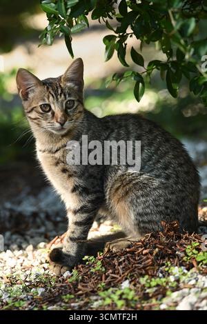 Gatto giovane seduto all'aperto in formato verticale Foto Stock