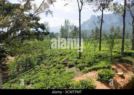 Sri Lanka - Pussellawa - tenuta del tè - piantagione di tè panoramica tra colline nebbiose Foto Stock
