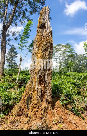Sri Lanka - Pussellawa - tenuta del tè - ceppo di alberi morti intempestivo nel campo del tè Foto Stock