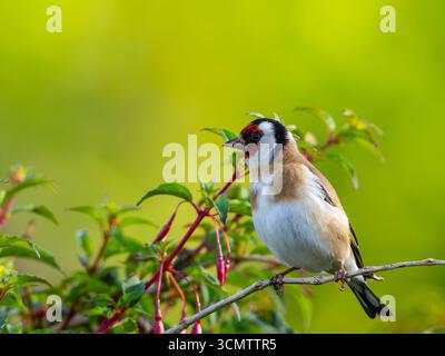 Un goldfinch europeo, (Carduelis carduelis), arroccato su un albero Foto Stock