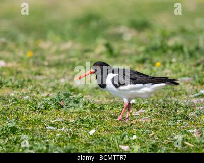 Un oystercatcher eurasiatico (Haematopus ostralegus), che si nutre su un campo erboso. Foto Stock