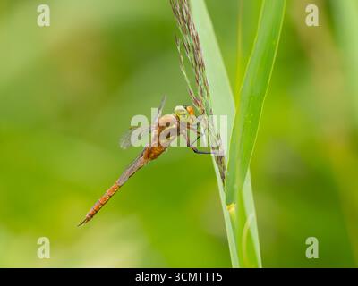 Una dragonfly del falco Norfollk, isocele di Aeshna, o isoscele, in volo. Foto Stock