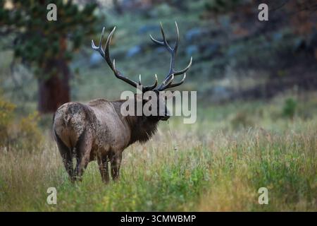 Un alce toro in un prato del Parco Nazionale delle Montagne Rocciose durante la corsa autunnale Foto Stock