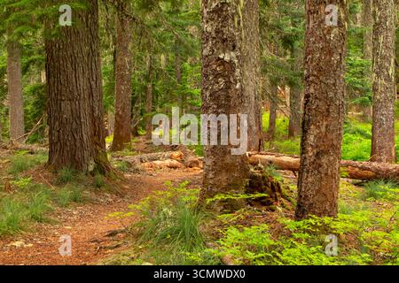 Sentiero sul lago Shellrock, Mt Hood National Forest, Roaring River Wilderness, Oregon Foto Stock