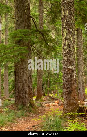 Sentiero sul lago Shellrock, Mt Hood National Forest, Roaring River Wilderness, Oregon Foto Stock