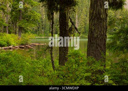 Lago Shellrock lungo il sentiero del lago Shellrock, Mt Hood National Forest, Roaring River Wilderness, Oregon Foto Stock