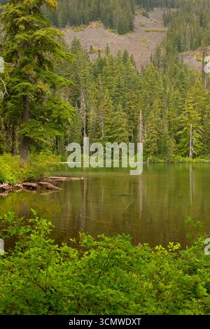 Lago Shellrock lungo il sentiero del lago Shellrock, Mt Hood National Forest, Roaring River Wilderness, Oregon Foto Stock