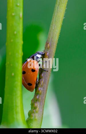 Primo piano di una coccinella che cammina su una lama d'erba nella stagione primaverile, con sfondo verde sfocato che fornisce un ambiente vivace e naturale Foto Stock