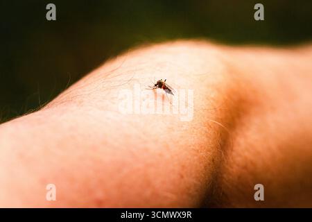 Primo piano foto macro di una zanzara che si nutre sulla pelle umana Foto Stock