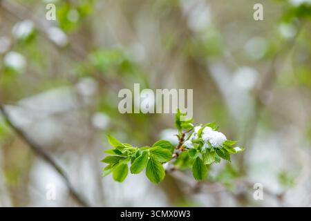 Primo piano di giovani foglie verdi spolverate di neve, mostrando il contrasto tra inverni freddi e sorgenti di nuova crescita. Foto Stock