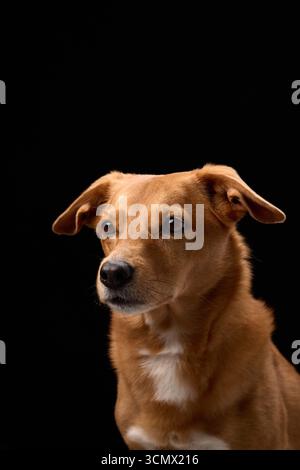Un cane marrone si siede tranquillamente su uno sfondo nero in piena vista. Le sue orecchie sono sollevate e focalizzate sull'espressione. Foto Stock