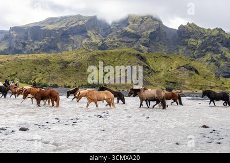 Mandria di cavalli islandese che attraversa il fiume vicino a Thorsmork, Islanda Foto Stock