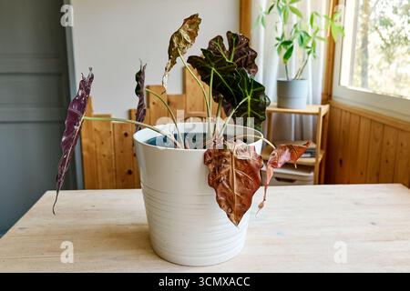 Alocasia amazonica Polly piante che hanno malattia fogliare. Foto Stock
