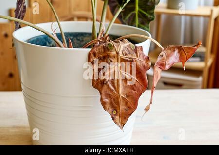 Alocasia amazonica Polly piante che hanno malattia fogliare. Foto Stock