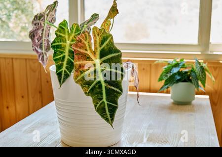 Alocasia amazonica Polly piante che hanno malattia fogliare. Foto Stock