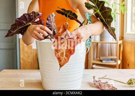 Alocasia amazonica Polly piante che hanno malattia fogliare. Foto Stock