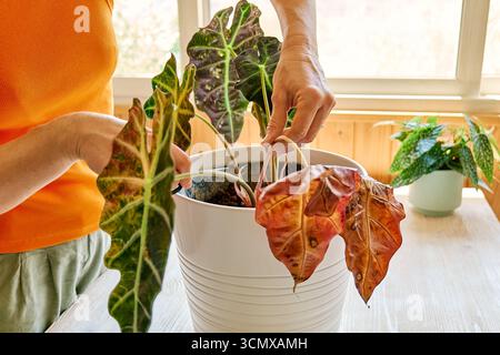 Alocasia amazonica Polly piante che hanno malattia fogliare. Foto Stock