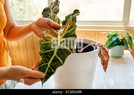 Alocasia amazonica Polly piante che hanno malattia fogliare. Foto Stock