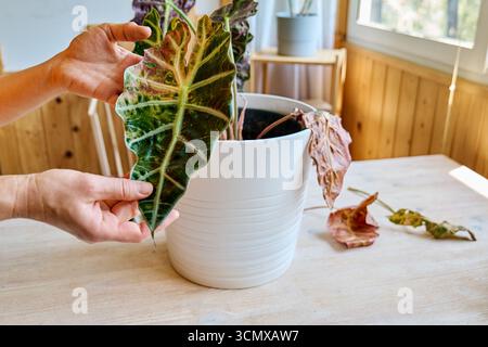 Alocasia amazonica Polly piante che hanno malattia fogliare. Foto Stock