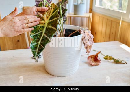 Alocasia amazonica Polly piante che hanno malattia fogliare. Foto Stock