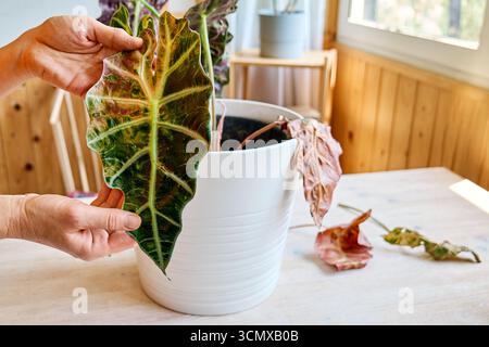 Alocasia amazonica Polly piante che hanno malattia fogliare. Foto Stock