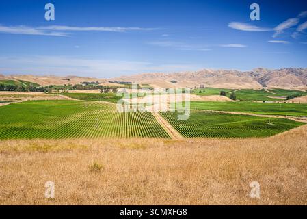 Paesaggio panoramico dei vigneti e delle Dry Rolling Hills nella regione vinicola di Marlborough vicino a Blenheim, nuova Zelanda Foto Stock
