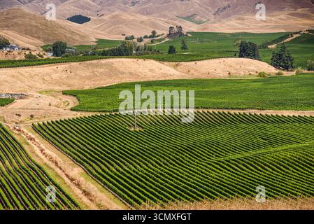 Lush Green Vineyard piantato in Curving Rows con Windmill e Golden Hills vicino a Blenheim, Marlborough, nuova Zelanda Foto Stock