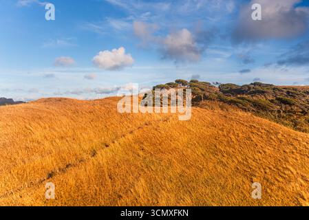Cielo azzurro sulle soleggiate Golden Tussock Hills e Rugged Outcrop, nuova Zelanda Foto Stock