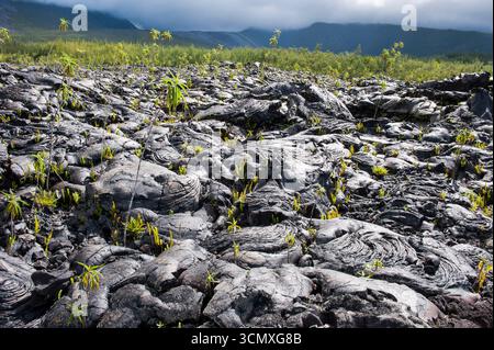 Fern (nephrolepis abrupta) e boehmeria (boehmeria penduliflora), le Grand Brule, Reunion Foto Stock