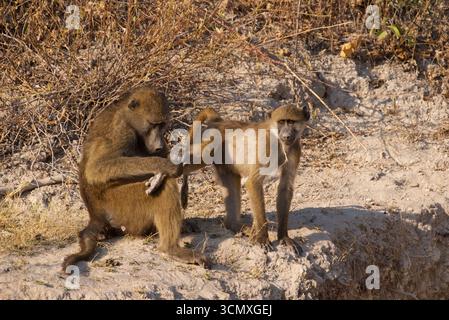Babbuino chacma adulto (Papio ursinus) che cura la gamba di un giovane, il Parco Nazionale del Chobe, Botswana Foto Stock
