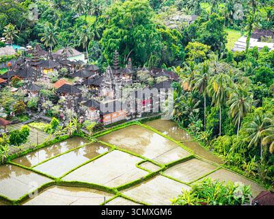 Vecchie pagode di un tempio che circonda le risaie in una foresta pluviale tropicale, vista aerea, Ubud, Bali, Indonesia Foto Stock