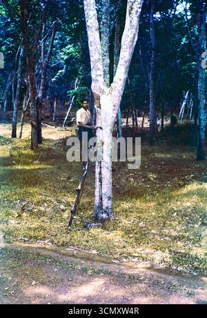 Maschio di gomma in piedi sulla scala accanto a Tree, Malaya, Malesia, Sud-est asiatico 1963 Foto Stock