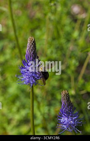 Black r,Phyteuma nigrum con visita al Parco naturale regionale del Vercors Francia Foto Stock